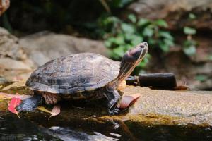 龟生病先别慌！家庭常备“三件宝”，小病小痛不求人