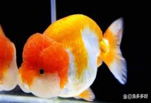 鱼身上出现红点是得了什么病？鱼身上有少量红点是什么情况？