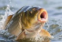 春季鲤鱼开口了，为什么你用发酵玉米没口？答案在这里