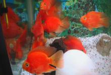 鱼亚硝酸盐中毒怎么办？能自行缓解吗？鱼亚硝酸盐中毒怎么治疗？