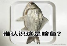 钓上一条“怪鱼”，全网问“谁认识这是啥鱼？”，看完再也不慌了