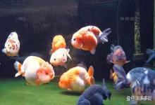 鱼食喂多了水浑浊要换水吗？鱼缸里的水总是浑浊怎么办？