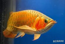 龙鱼缸水发白雾蒙蒙的怎么办？如何处理鱼缸水体发白发雾？