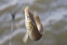 抚仙鲤是什么鱼？