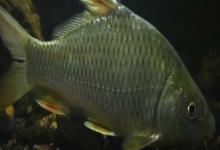 尖鳍鲤是什么鱼？