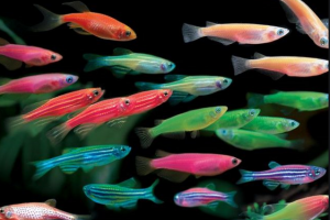 新手养什么鱼最好，养活不容易死！