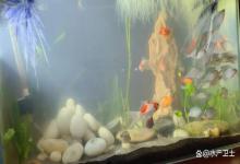 鱼缸水发浑发白怎么办？鱼缸水养着养着发白了，怎么办？一看就懂