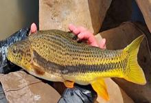 后背鲈鲤是什么鱼？