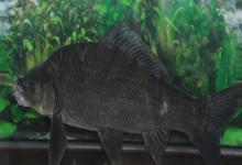 岩原鲤是什么鱼？