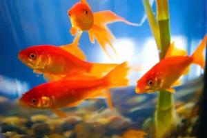 除藻干货：鱼缸里的绿藻、褐藻、各种藻，都见鬼去吧！