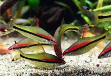 一眉道人鱼身上有白点怎么办？用什么药？单缸这样处理最管用