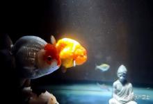 鱼缸亚硝酸盐高增氧有用吗？怎么才能降解掉鱼缸的亚硝酸盐？