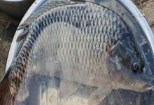 张氏鲈鲤是什么鱼？