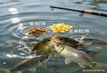 野钓鲫鲤躺赢技巧！2种简单饵料，一抛入水就疯抢，新手也能连杆不空军