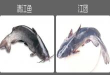 傻傻分不清：别再被坑了！江团和清江鱼根本不是同一种鱼！