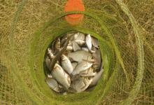 新手必看的钓鲫鱼三大定律，少走三年弯路！