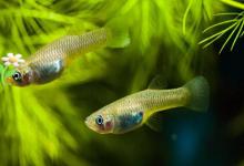 30天就能生一窝？这种“灭蚊功臣”正在毁掉我们的池塘