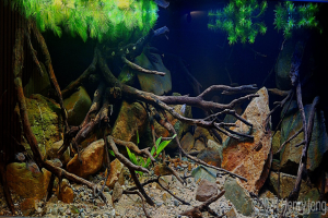 160原生缸 | 巴拿马幻境