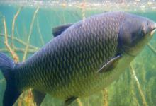 杞麓鲤是什么鱼？