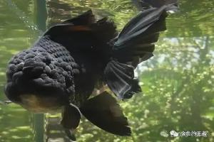 新手养鱼别乱买，水族产品全是智商税，花钱不说还得不到好