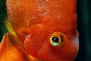 观赏鱼眼睛疾病的四大元凶