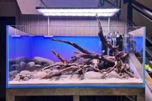 你能想象这个缸成景的样子吗？