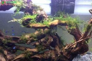 鱼缸里放沉木对鱼有什么好处？鱼缸沉木如何挑选使用？