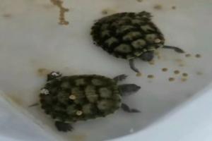 养龟十年血泪史：这三种龟千万别买，谁买谁后悔