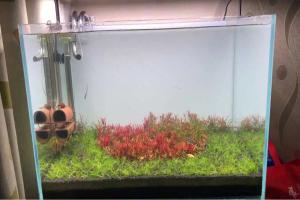 60巨缸,80天开缸成景