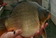 荷元鲤是什么鱼？