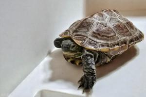 新手养龟十大“作死”操作，你中了几个？