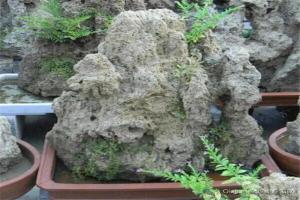 吸水石为什么不建议买