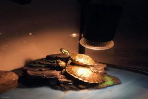 龟生病了别乱治，这三招比啥都管用