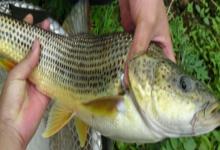 花鲈鲤是什么鱼？