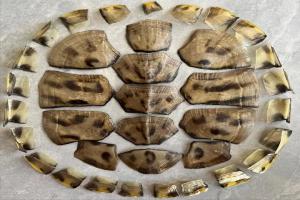 养龟人最后的倔强：死掉的龟，龟壳到底能不能卖钱？