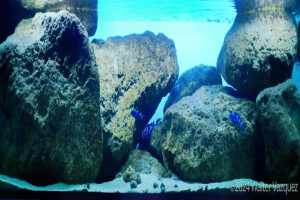 东非造景缺少水草而难以欣赏？120马拉维湖岩栖原生缸