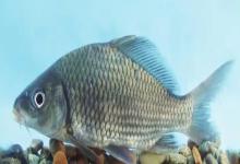 龙州鲤是什么鱼？