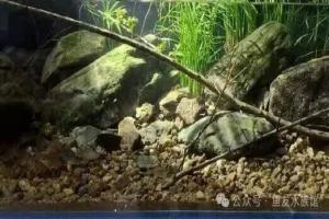 溪流缸和原生缸