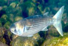 短尾鱥是什么鱼？