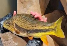 鲈鲤是什么鱼？