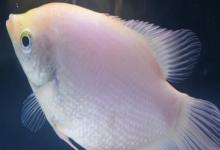 单吻鱼是什么鱼？