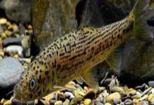 金沙鲈鲤是什么鱼？