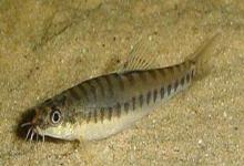 短体条鳅是什么鱼？