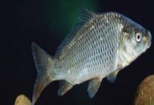 黑龙江野鲤是什么鱼？