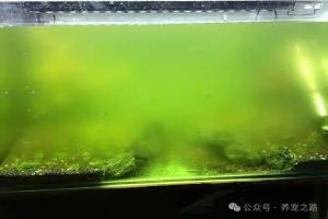 清澈透亮的鱼缸水，怎么会发绿？