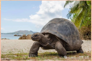 陆龟——亚达伯拉象龟——世界第二大陆龟