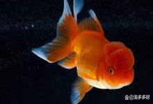 金鱼头上有白点是怎么回事？金鱼头上有白色分泌物是怎么回事？