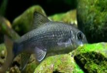 云南华鲮是什么鱼？