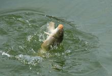 夜钓大鱼靠运气？掌握这3个灯光使用技巧，比白天钓得更安心