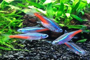 红绿灯鱼怎么养得好？